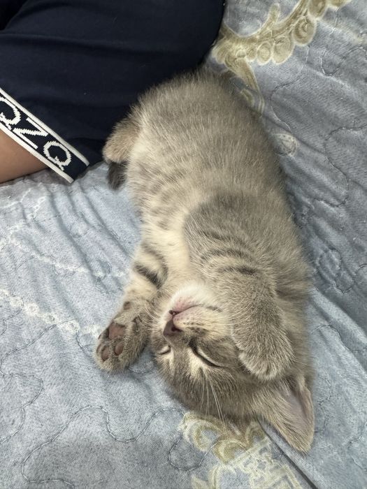 Котенок девоччка