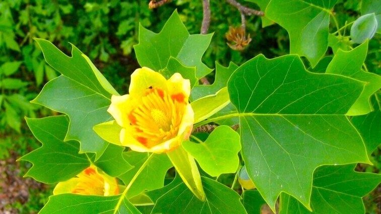 Лирово дърво-(Лириодендрон)