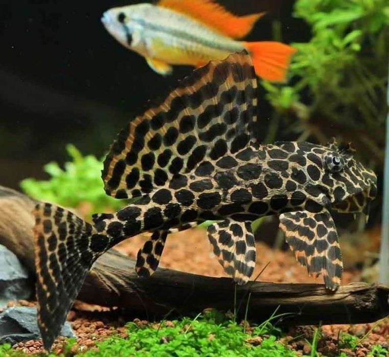 Аквариумный сом "Птеригоплихт"