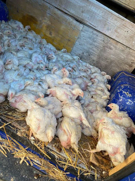 Pui de găină ! Livrare gratuita