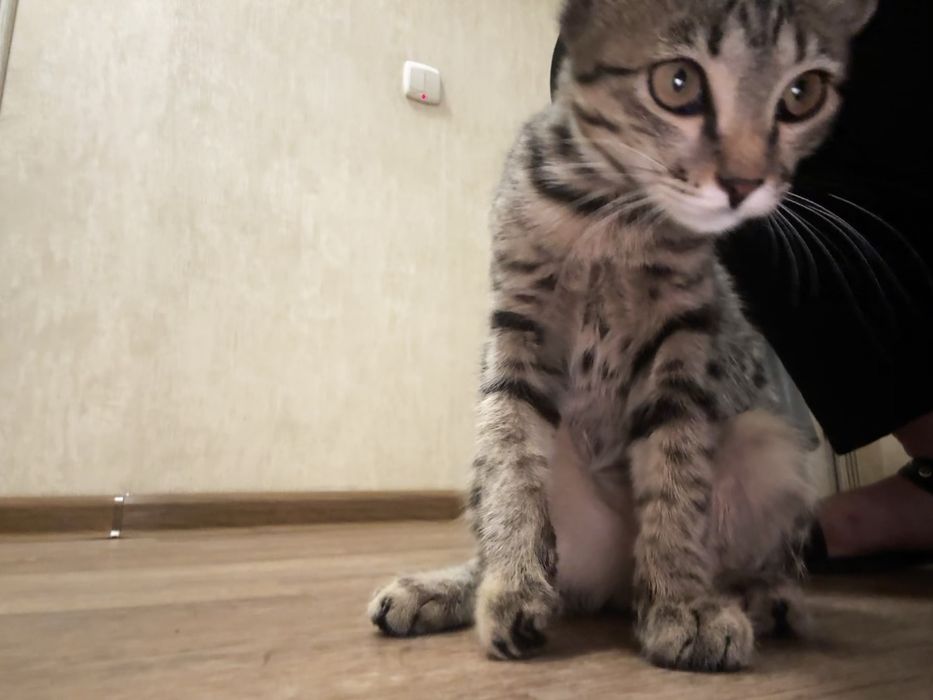 Отдам котенка в хорошие руки