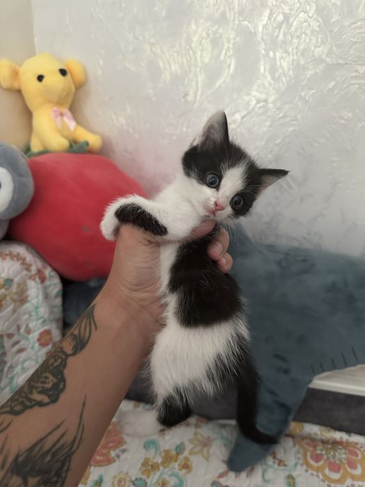 Отдам котенка девочку