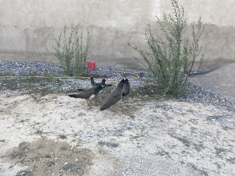 Продаются павлины