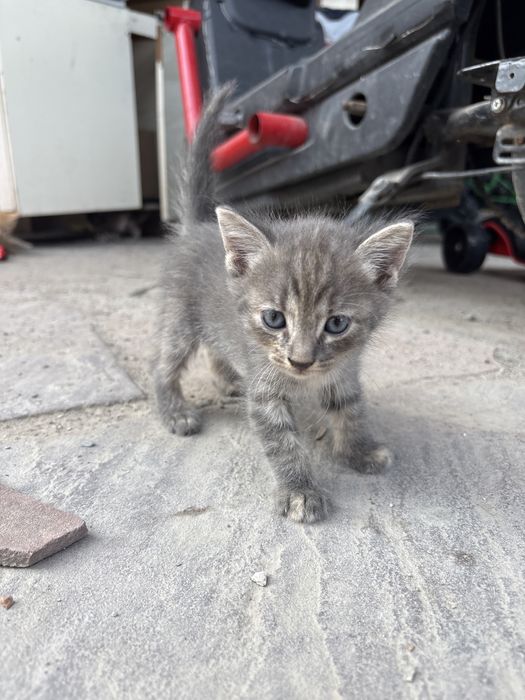 Британско-шотландские котята 1.5 месяца