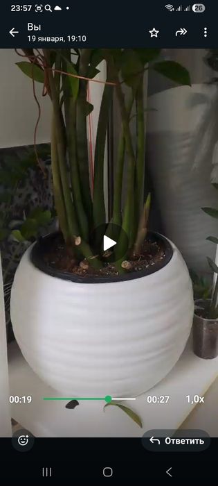 Цветок замиакулькас.