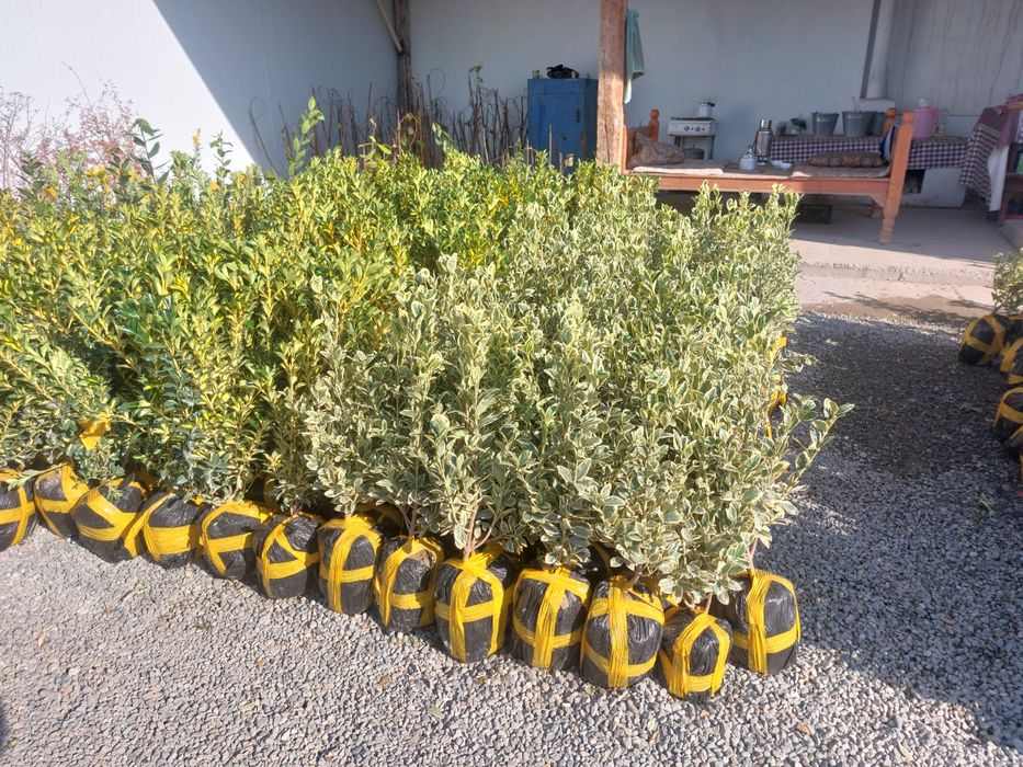 Арча туя Можжевельник. Голубой ел. Шамшод кустарниклар сотилади.