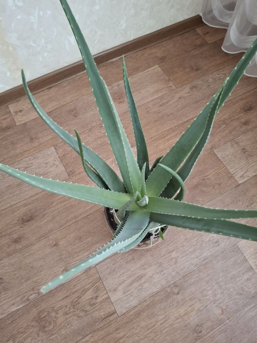 Комнатное растение