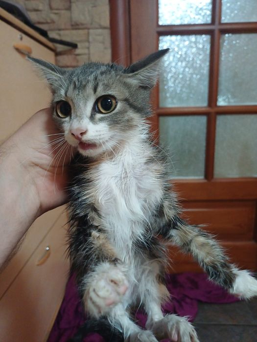 Отдам котят отдам