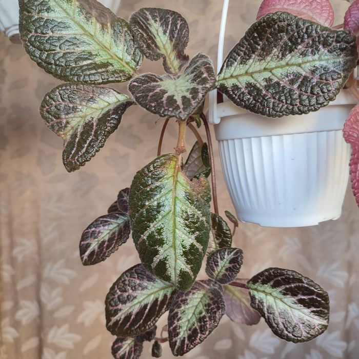 Эписции -цветущие растения