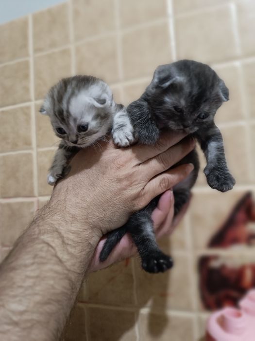 Котята Скоттиш Страйт