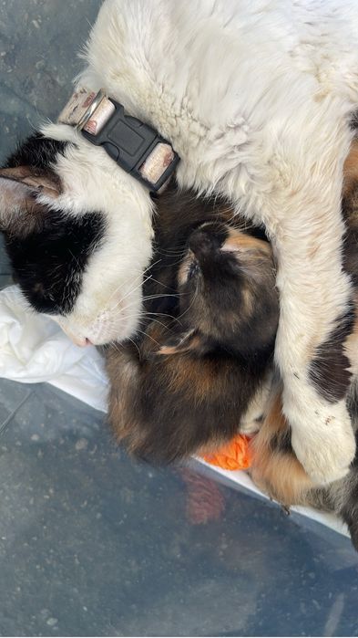 5 прекрасни котенца търсят дом