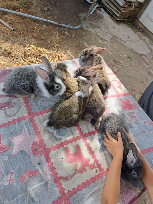 Iepurași cap de leu