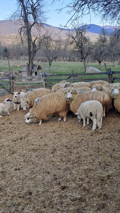 Oi si Mioare de vanzare