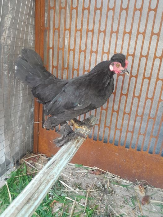 Япон товук хороз сотилади