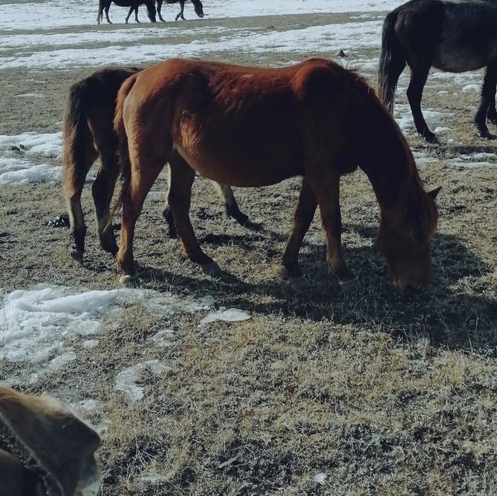 Продам, буаз бие  сатам