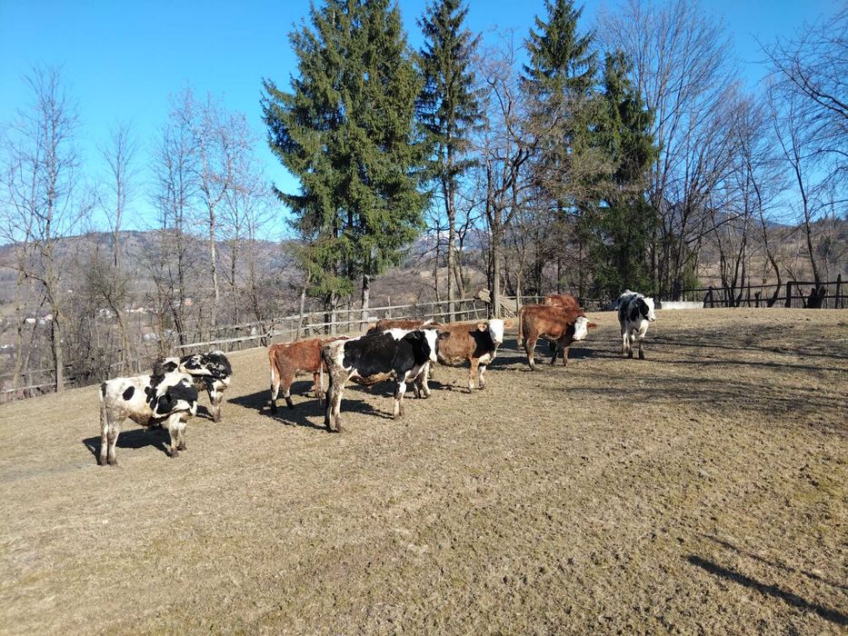 Vindem Lot de zece bucăți 6 Junici și 4 taurii