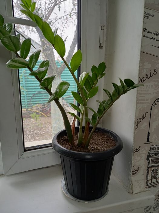 Продам цветы долларовое дерево