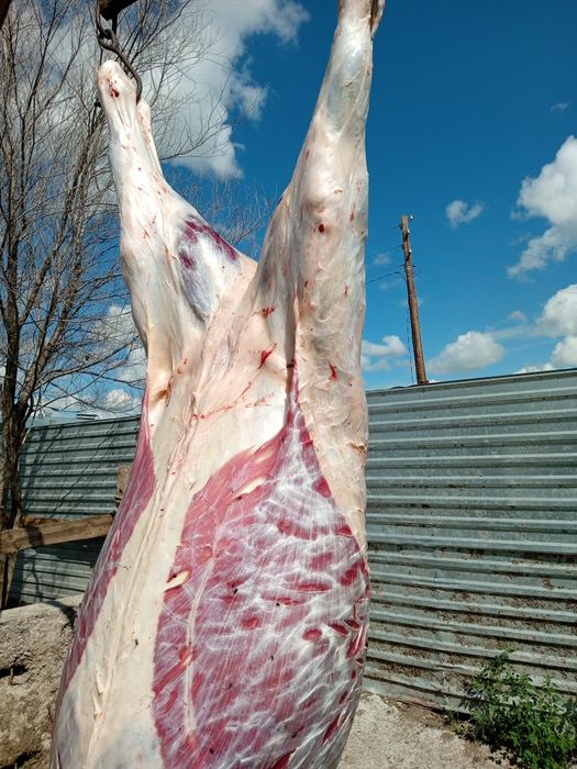 Забой скота лошадей, КРС.