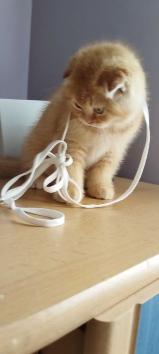 Златни чинчили шотландско клепоухо котенце