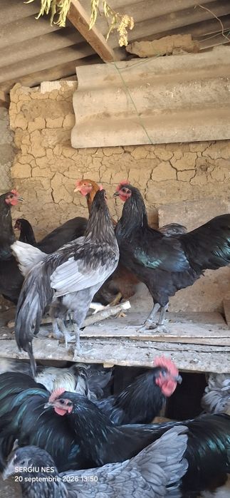 Cocoși australorp 2026 vaccinați.și inelați