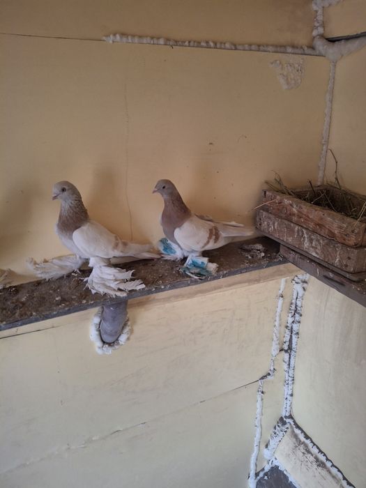 Продам пару тасманов