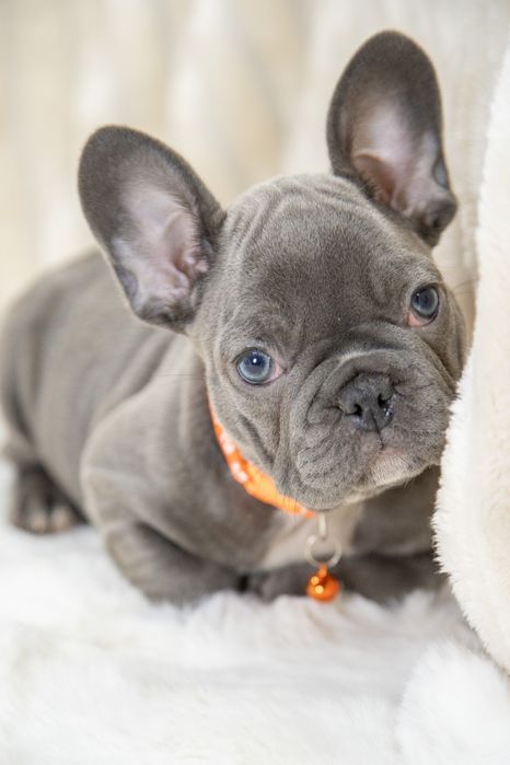 bulldog francez blue