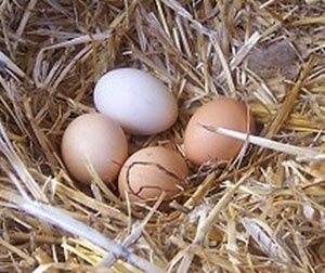 Дамащни тухум damashni tuxum уй тухуми дамашни яйца