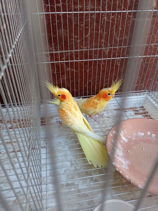 Qushlar ishlmasa Qaytarib olamiz kafolti bor