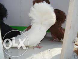 Porumbei Maria Stuart (Gulerati sau Iacobini)