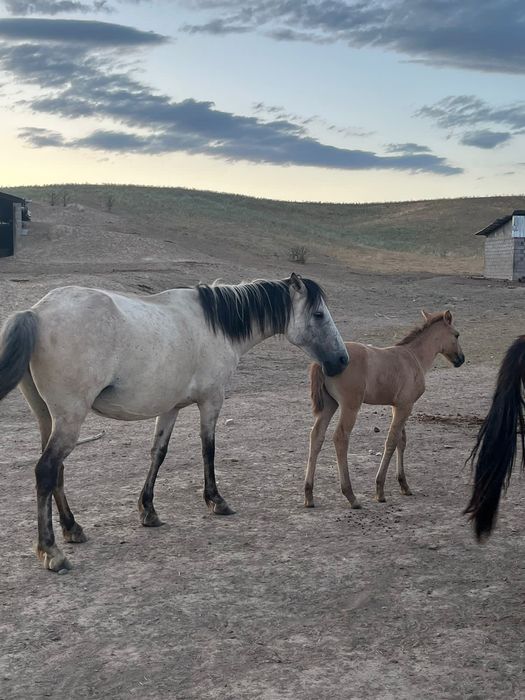 Бие құлынымен.кобыла с жеребенком