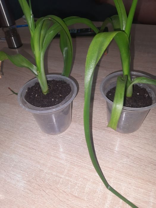 Продам Гибискус, индийский лук.