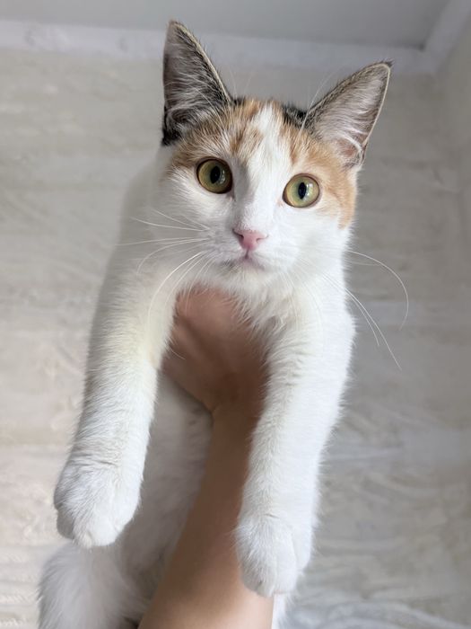 Котенок девочкаа