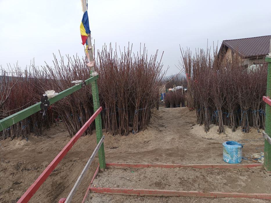 Vând pomi fructiferi altoiți anul 2 Calitate superioară