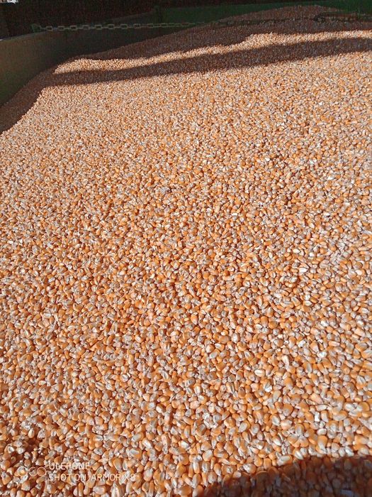 Vând porumb Dekalb cantitate mare