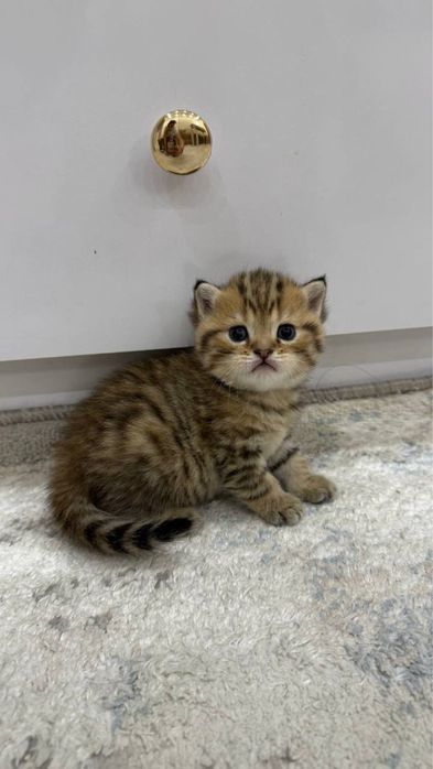 Продается котята чистокровные(Британский парода)