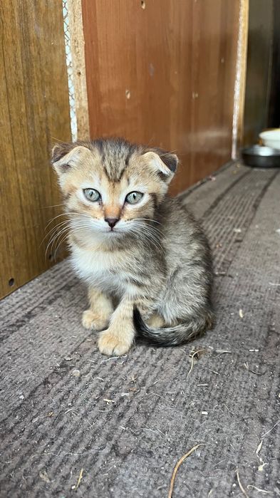 ОТдам котят в добрые руки