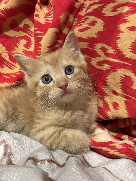 Отдаем котят в добрые руки