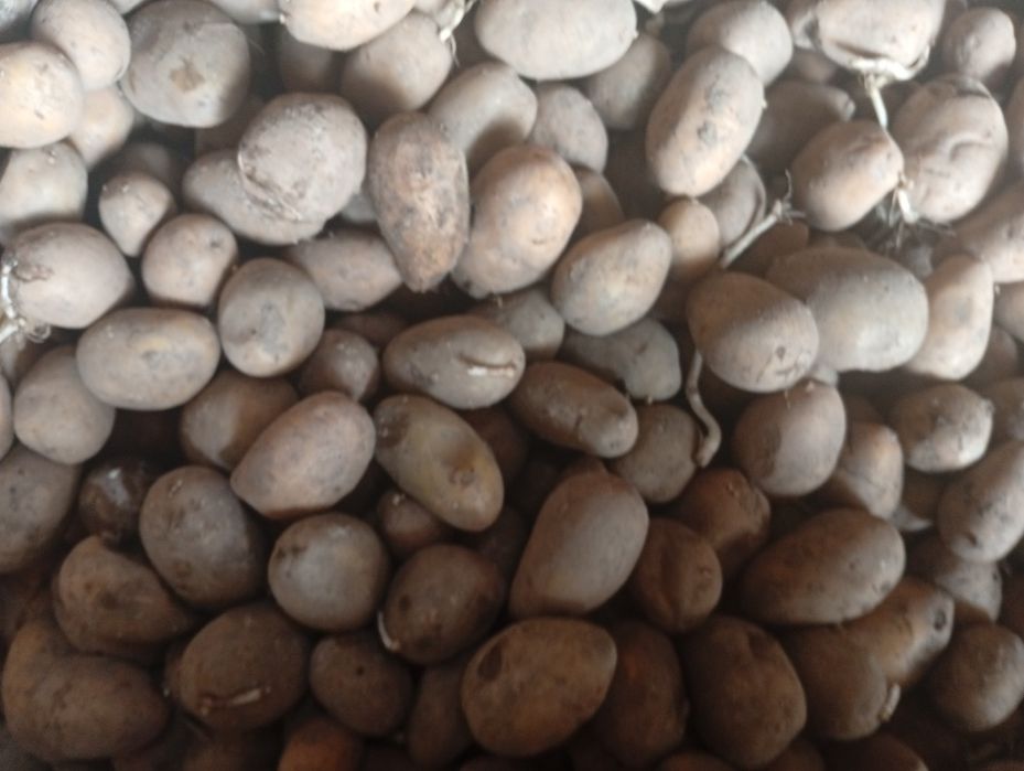 Семена картофеля