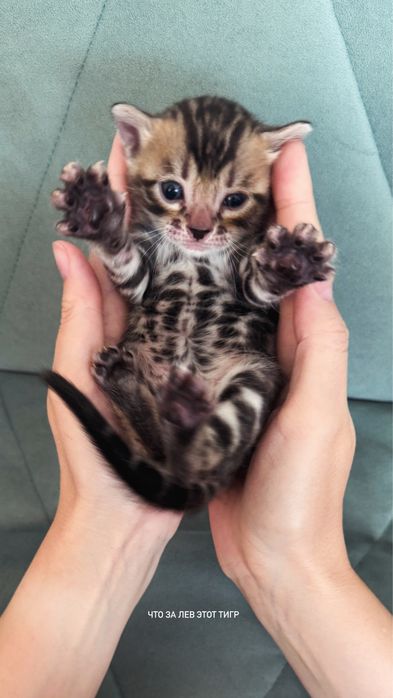 Бенгальские котята