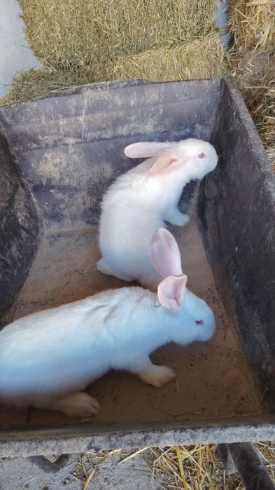 Великан куён болалари