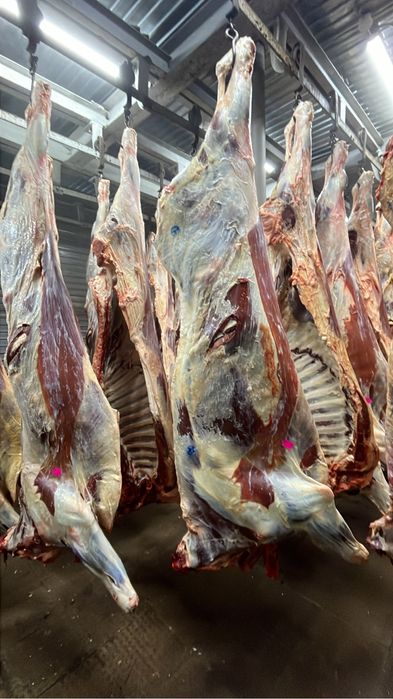 Продам мясо говядина