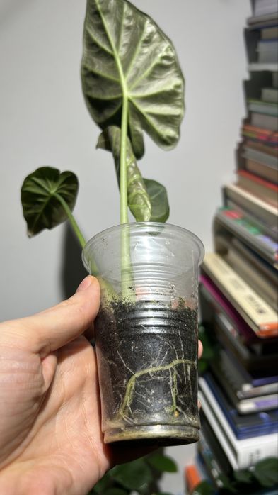 Алоказия регал шилдс