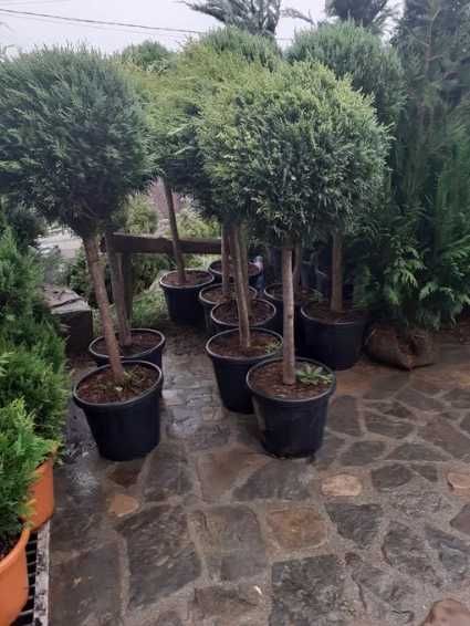 Gard Viu și Plante Solitare – Intimitate și Eleganță în Curtea Ta