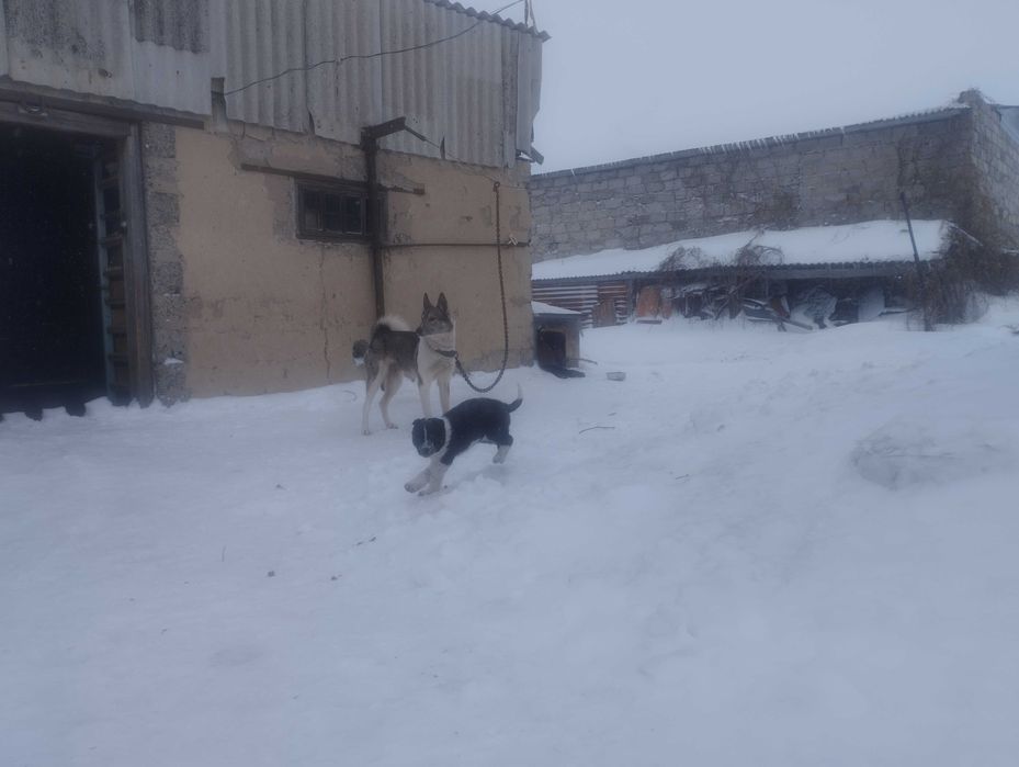 Продам щенка дворянина (мама лайка).