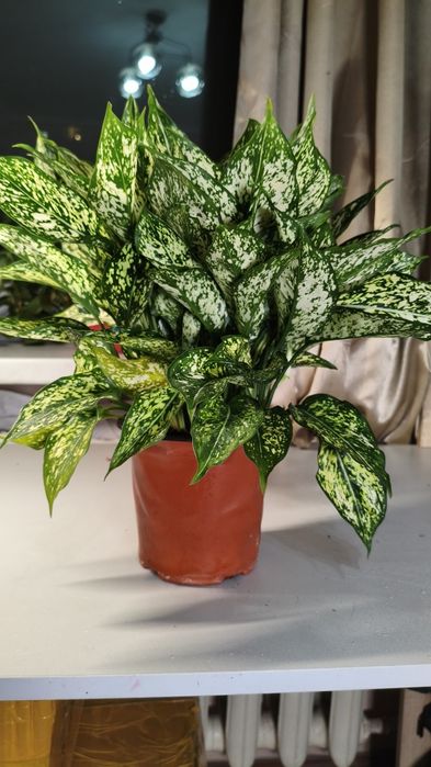 Аглоонема Комнатные растения