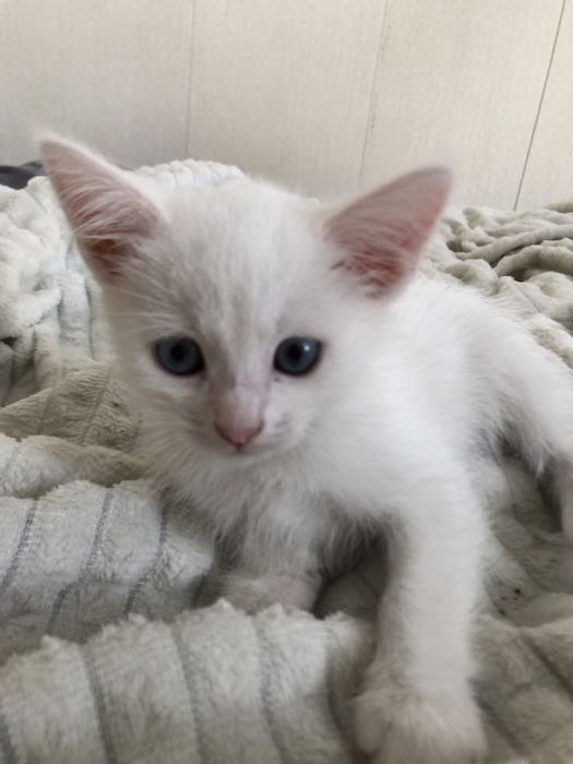 Кошка Турецкая ангора