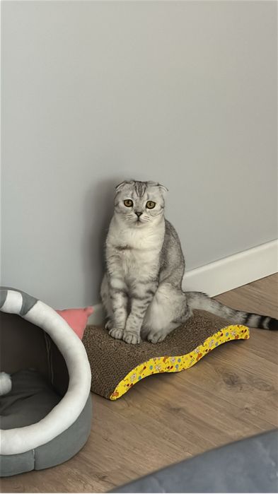 Продам шотлданскую вислоушку кошечку