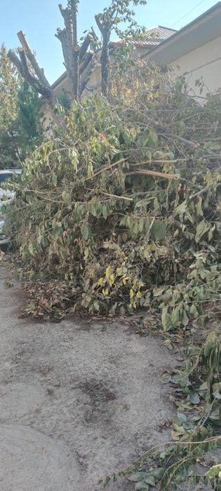 Утин сотилади. Олма ва олча дарахтники.