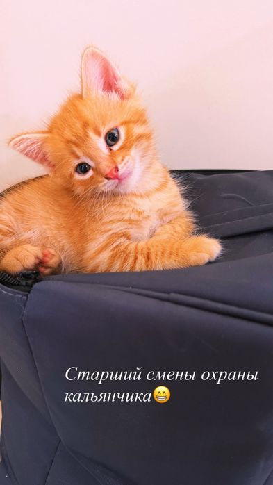 Отдам котенка,девочка