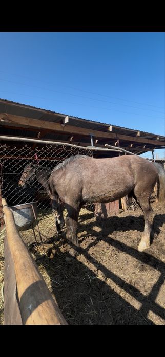 Продам жеребца/ айғыр